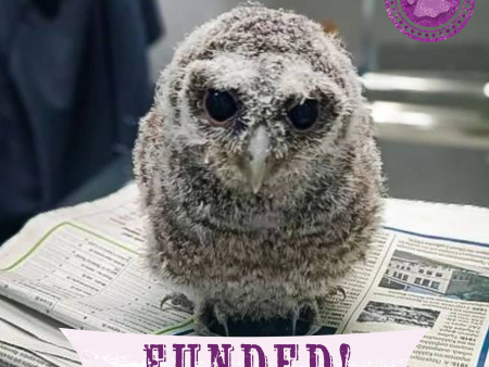 Funded: Baby Owls Need Help Spreading Their Wings For Discount