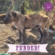 Funded: Senior Dog, Grandpa, Was So Sick He Couldn t Move Discount