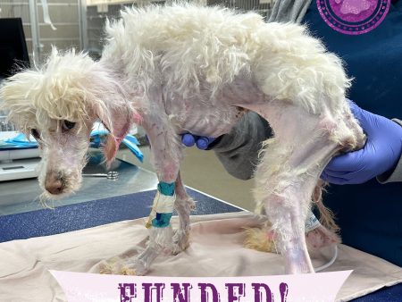 Funded - Help Junie Recover From Infection Online Hot Sale