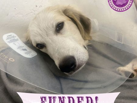 Funded - Help Heal Arthur s Broken Leg Sale