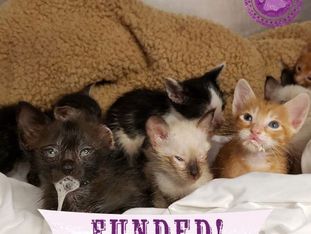 Funded - Save the Lives of Abandoned Litter of Kittens Fashion