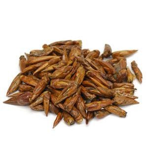 Starwest Botanicals, Balm of Gilead Buds, 1 lb Whole Herb Sale