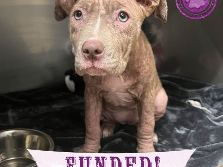 Funded - Save Seraphim s Skin From Mange For Discount