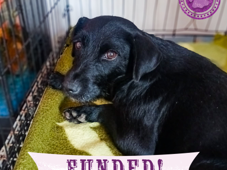 Funded: Help Heal Effie s Badly Broken Legs Hot on Sale