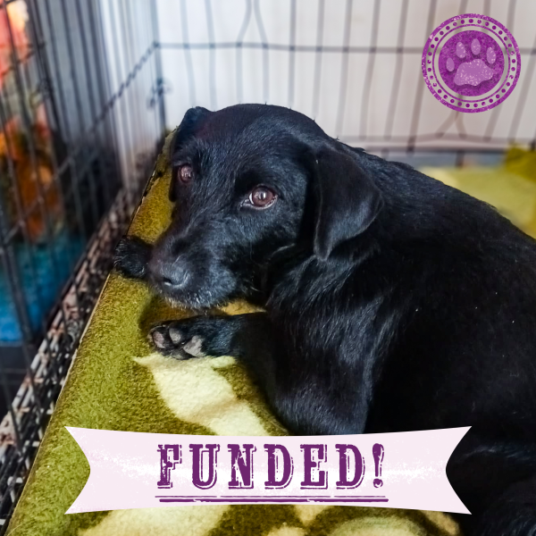 Funded: Help Heal Effie s Badly Broken Legs Hot on Sale