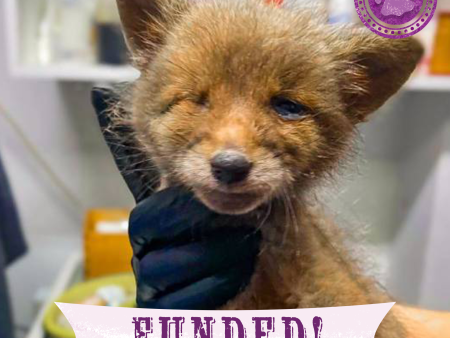 Funded: Emaciated, One-Eyed Fox Cub Needs Love & Care Online Hot Sale