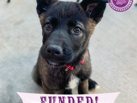 Funded: Help Tulip Beat Deadly Parvovirus Online