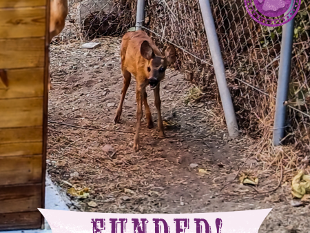 Funded: Orphaned Baby Deer Needs Specialized Care to Grow Hot on Sale