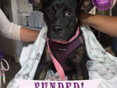 Funded - Help a Pup Saved From the Maui Wildfires Supply